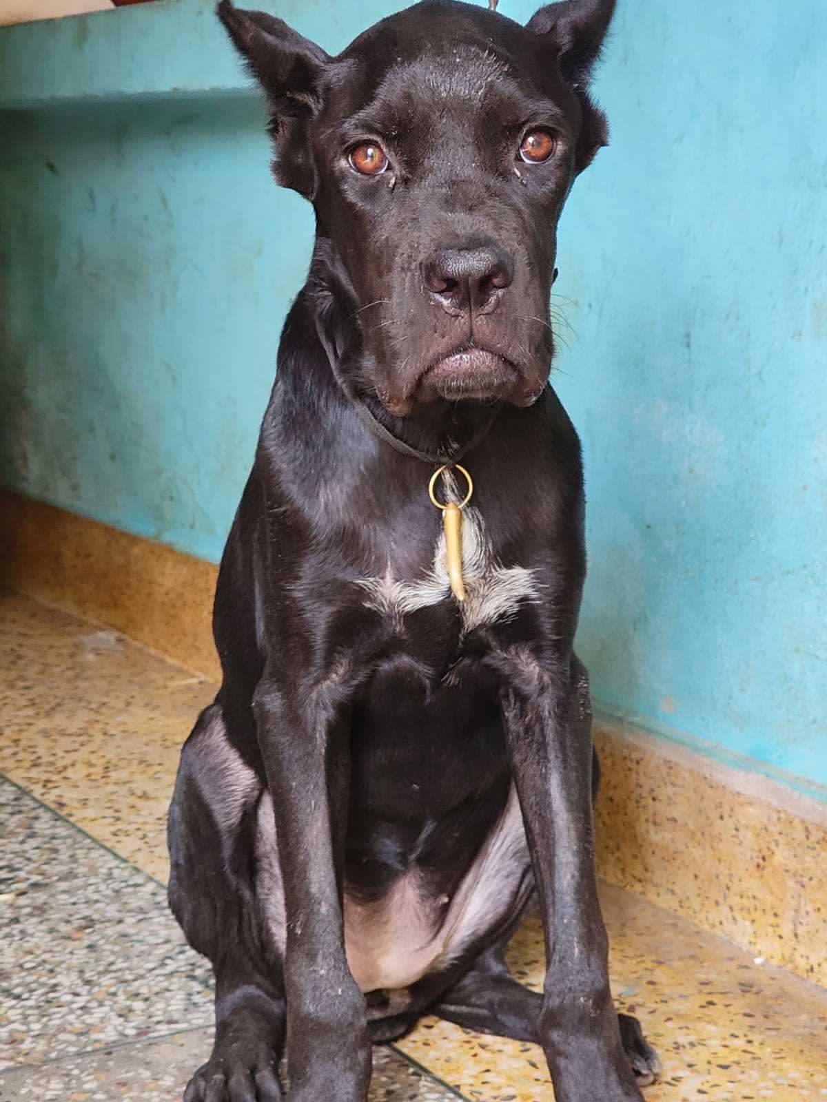 Cane Corso For Sale In Delhi