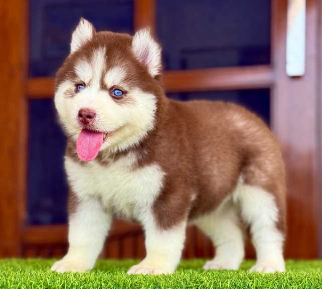 Siberian Husky For Sale In Agra