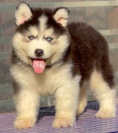 Siberian Husky For Sale In Agra