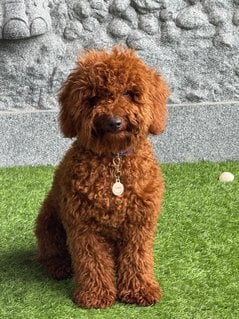 Poodle For Sale In Hyderabad