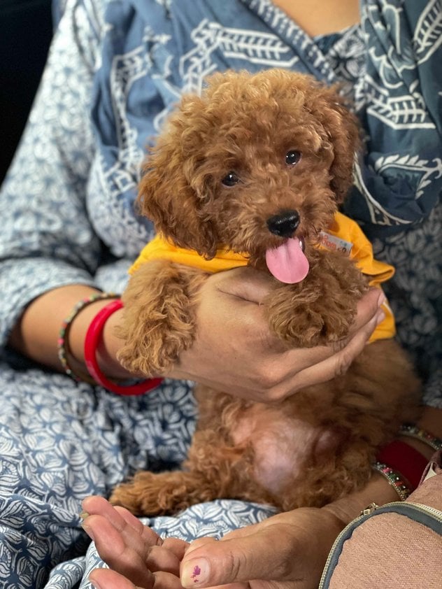 Toy Poodle For Sale In Ludhiana
