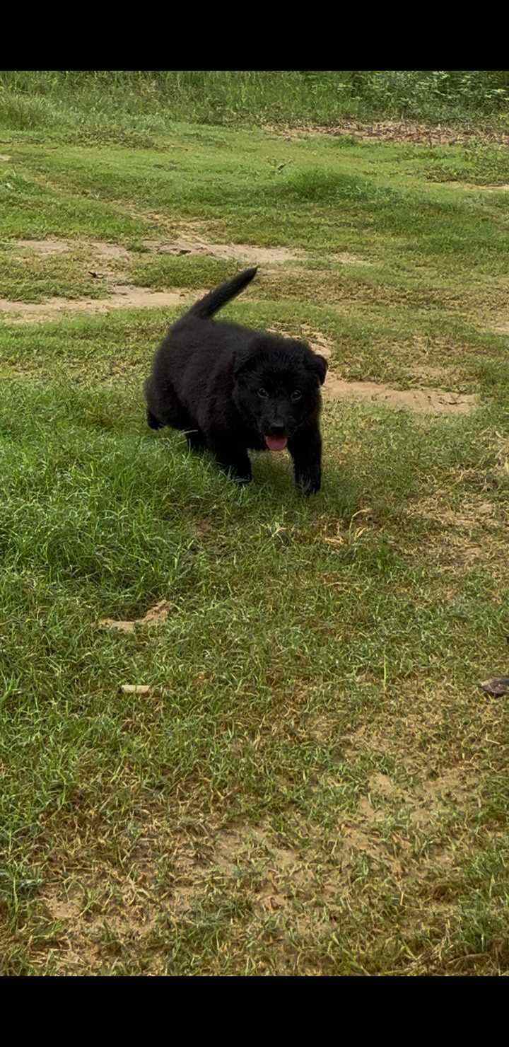 German Shepherd For Sale In Jhunjhunu
