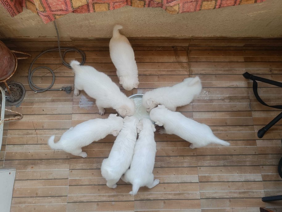 Pomeranian For Sale In Jaipur