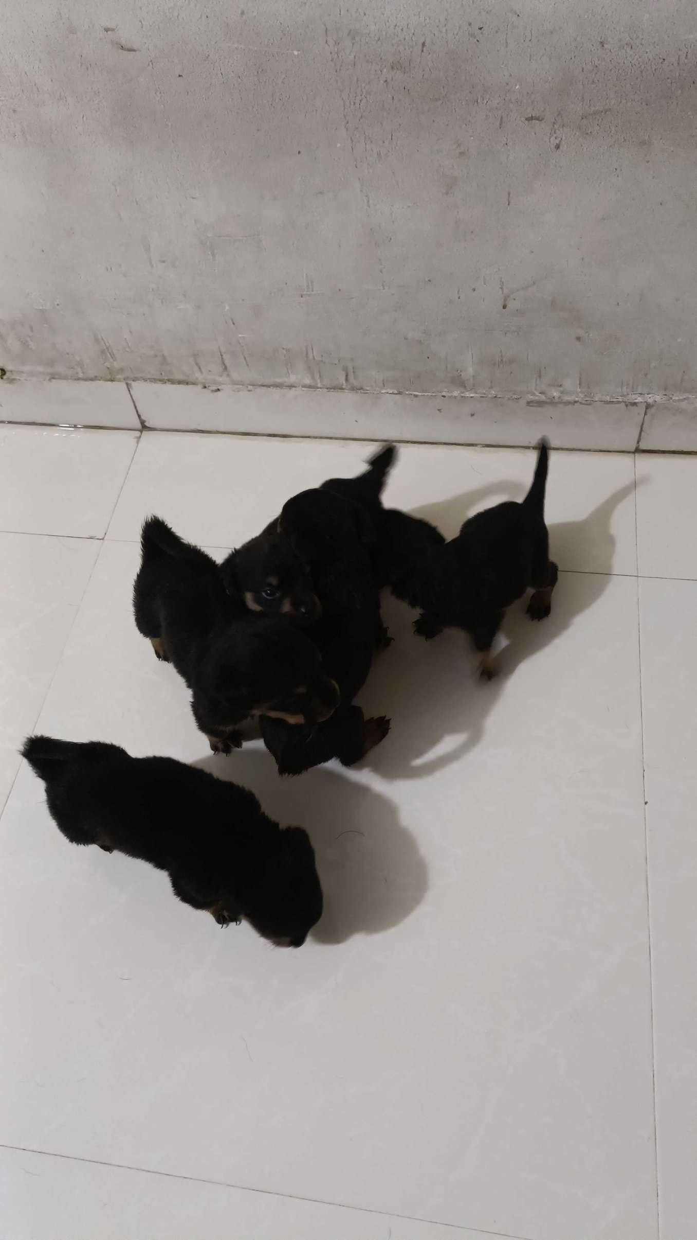 Rottweiler For Sale In Pune