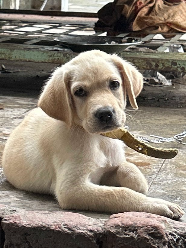 Labrador Retriever For Sale In Ajmer