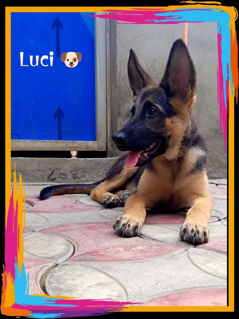 German Shepherd For Sale In Muzaffarnagar