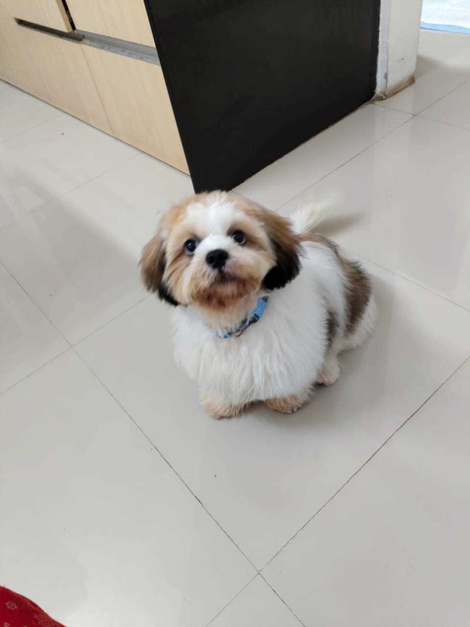 Shih Tzu For Sale In Nasik