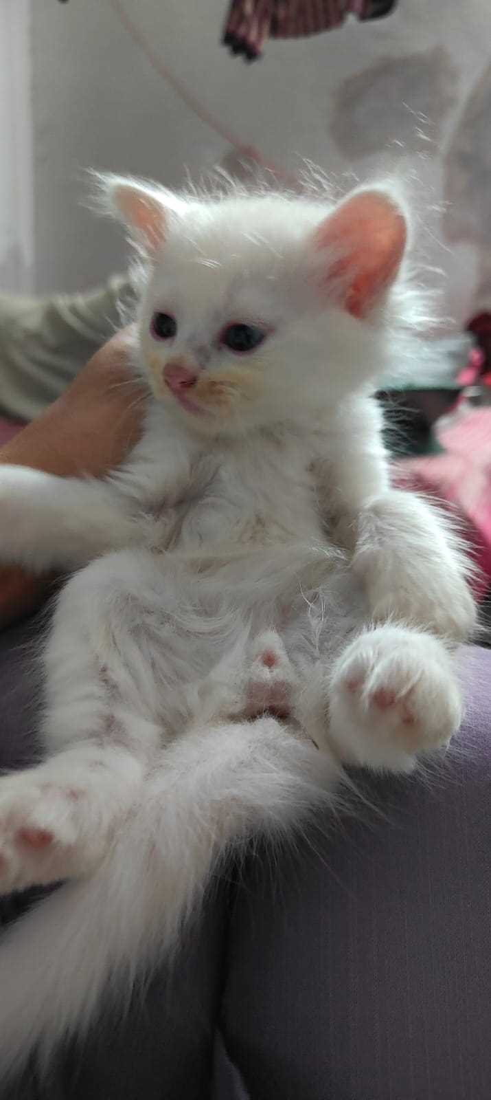 Persian For Sale In Lucknow