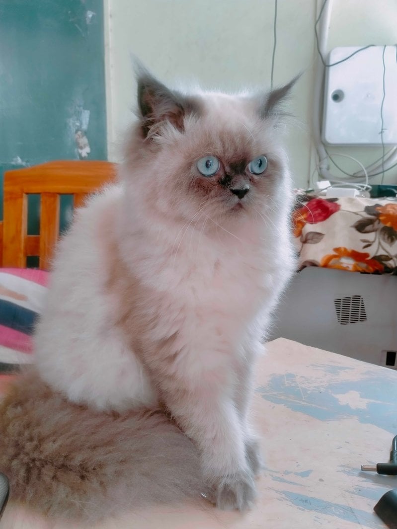 Himalayan For Sale In Jalna