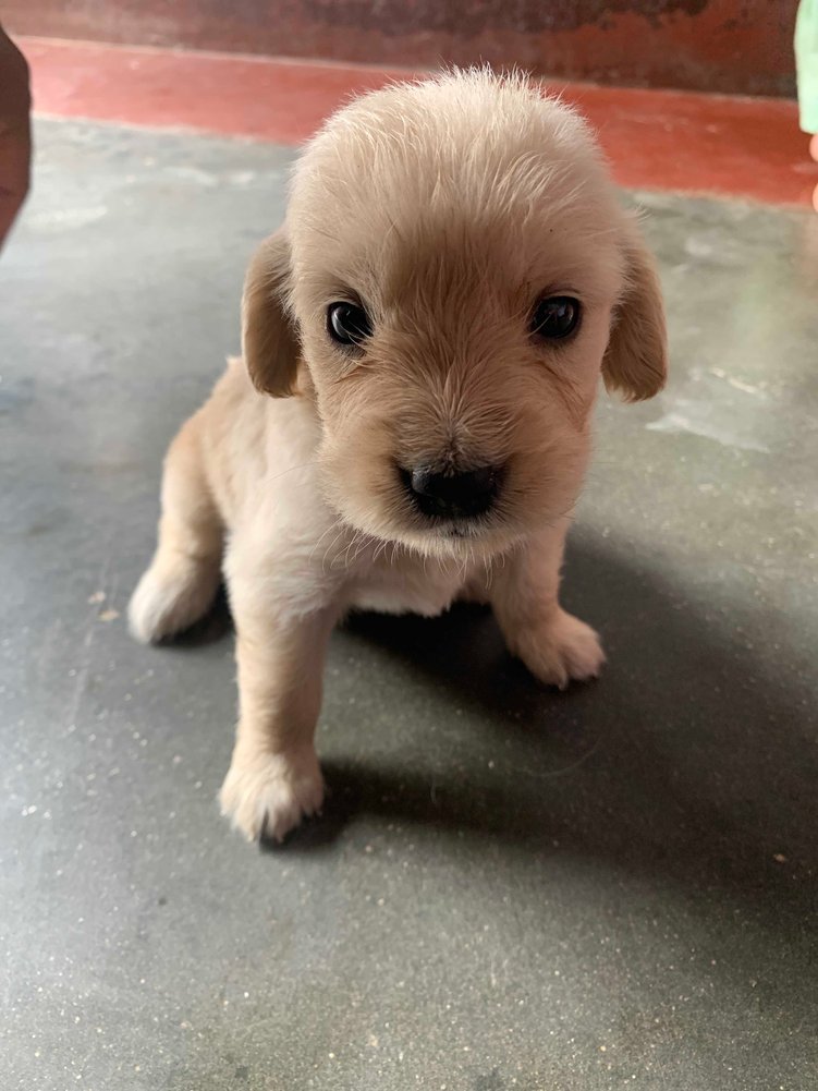 Golden Retriever For Sale In Moga