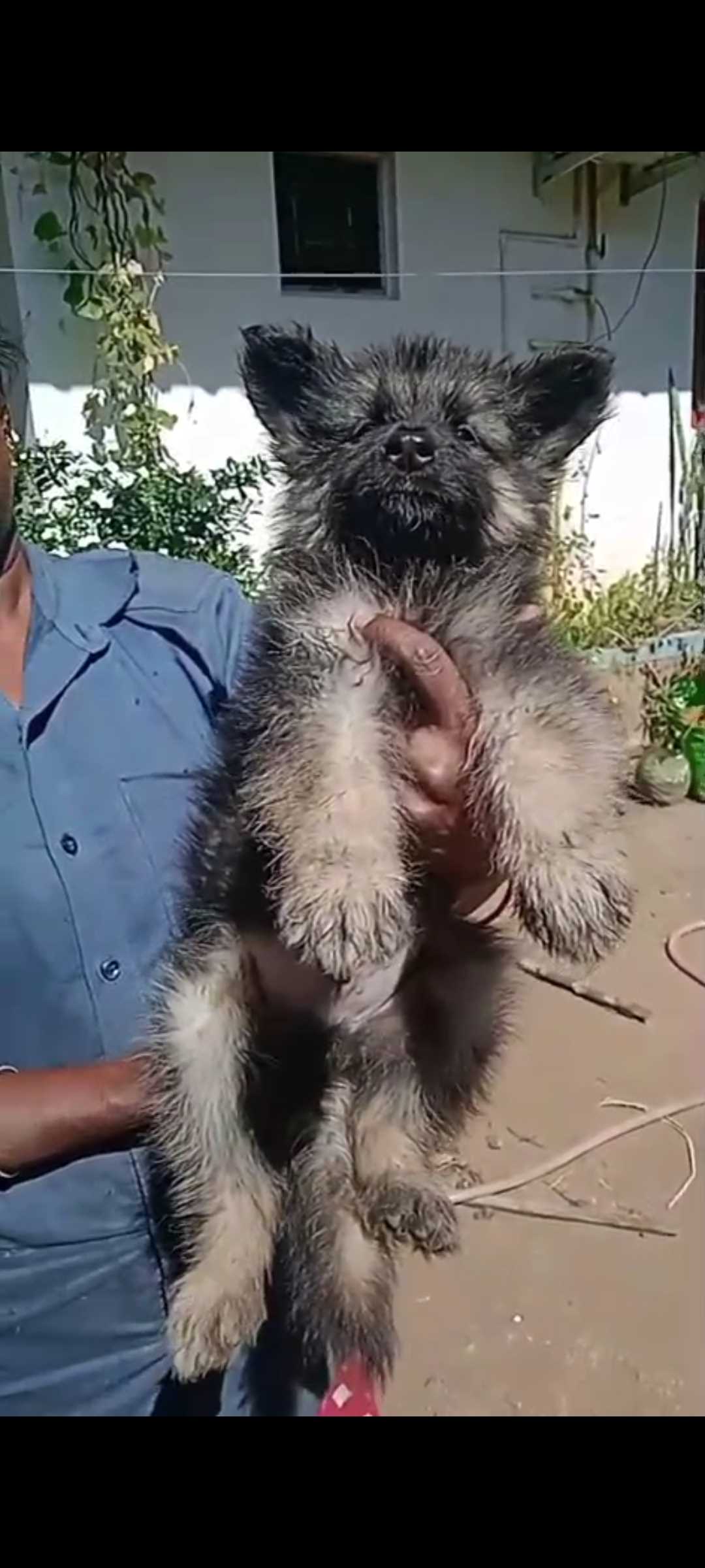 German Shepherd For Sale In Dindigul