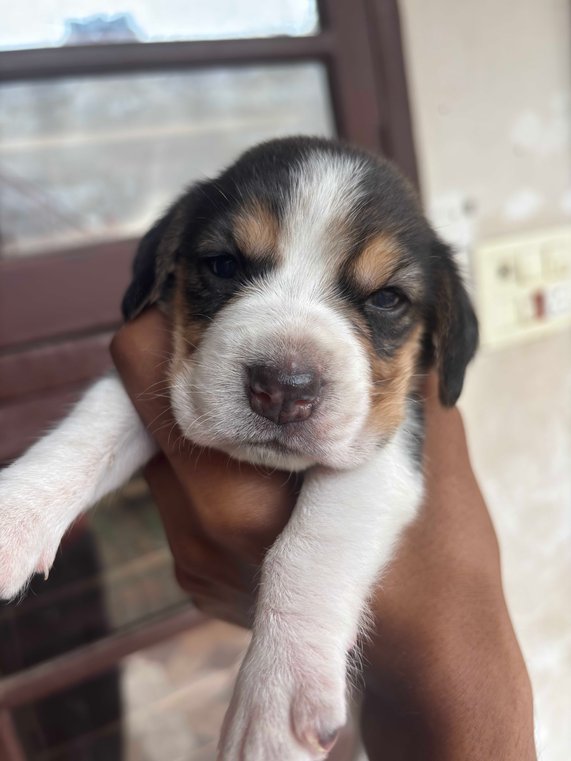 Beagle For Sale In Rupnagar