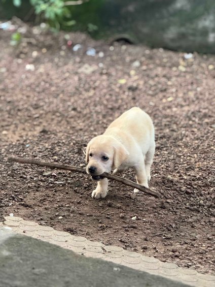 Labrador Retriever For Sale In Alleppey