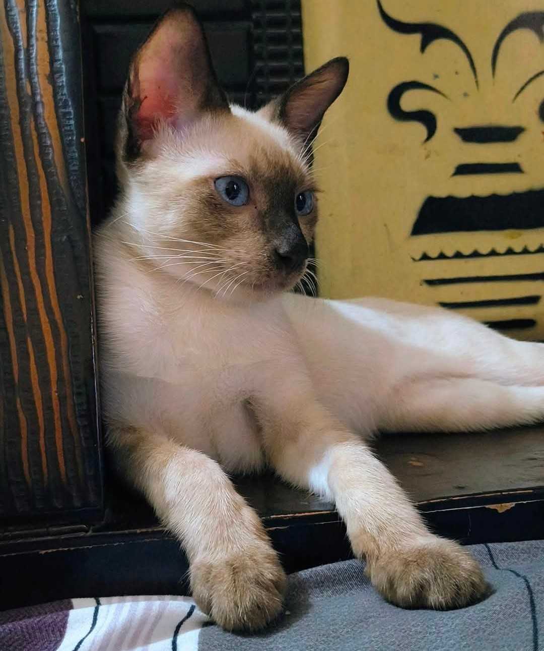 Siamese For Sale In Delhi