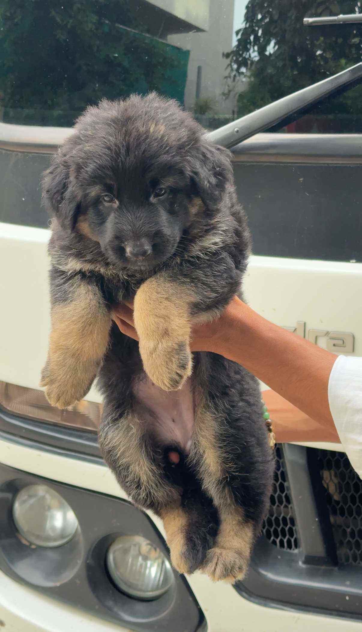 German Shepherd For Sale In Parbhani
