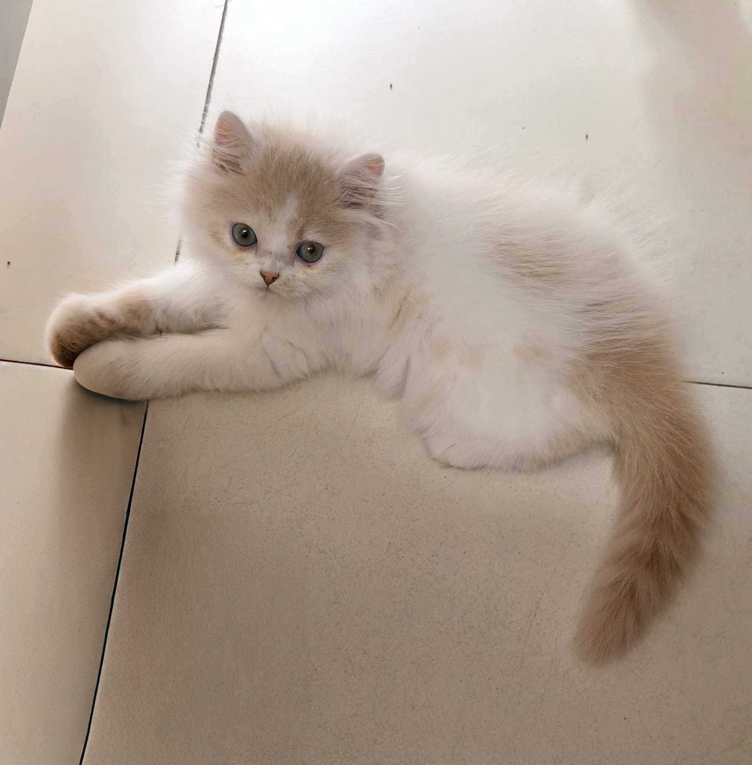 Persian For Sale In Chandigarh