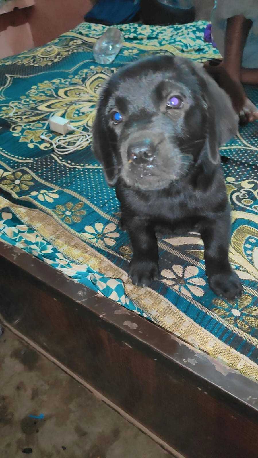 Labrador Retriever For Sale In Kurukshetra