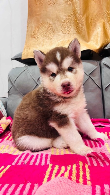 Siberian Husky For Sale In Panvel
