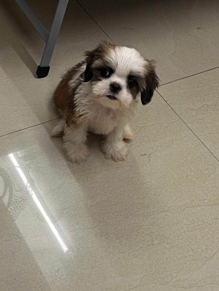 Shih Tzu For Sale In Ghaziabad