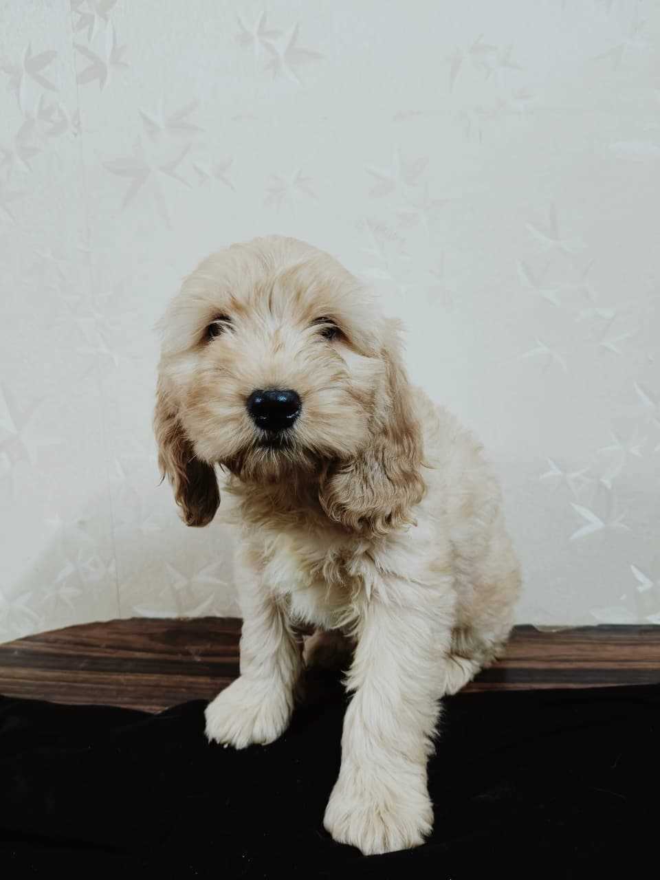 Cockapoo For Sale In Bangalore