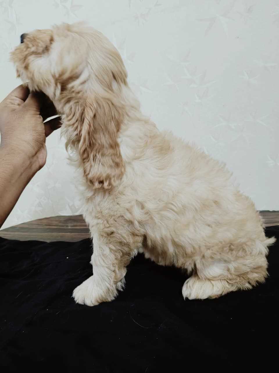 Cockapoo For Sale In Bangalore