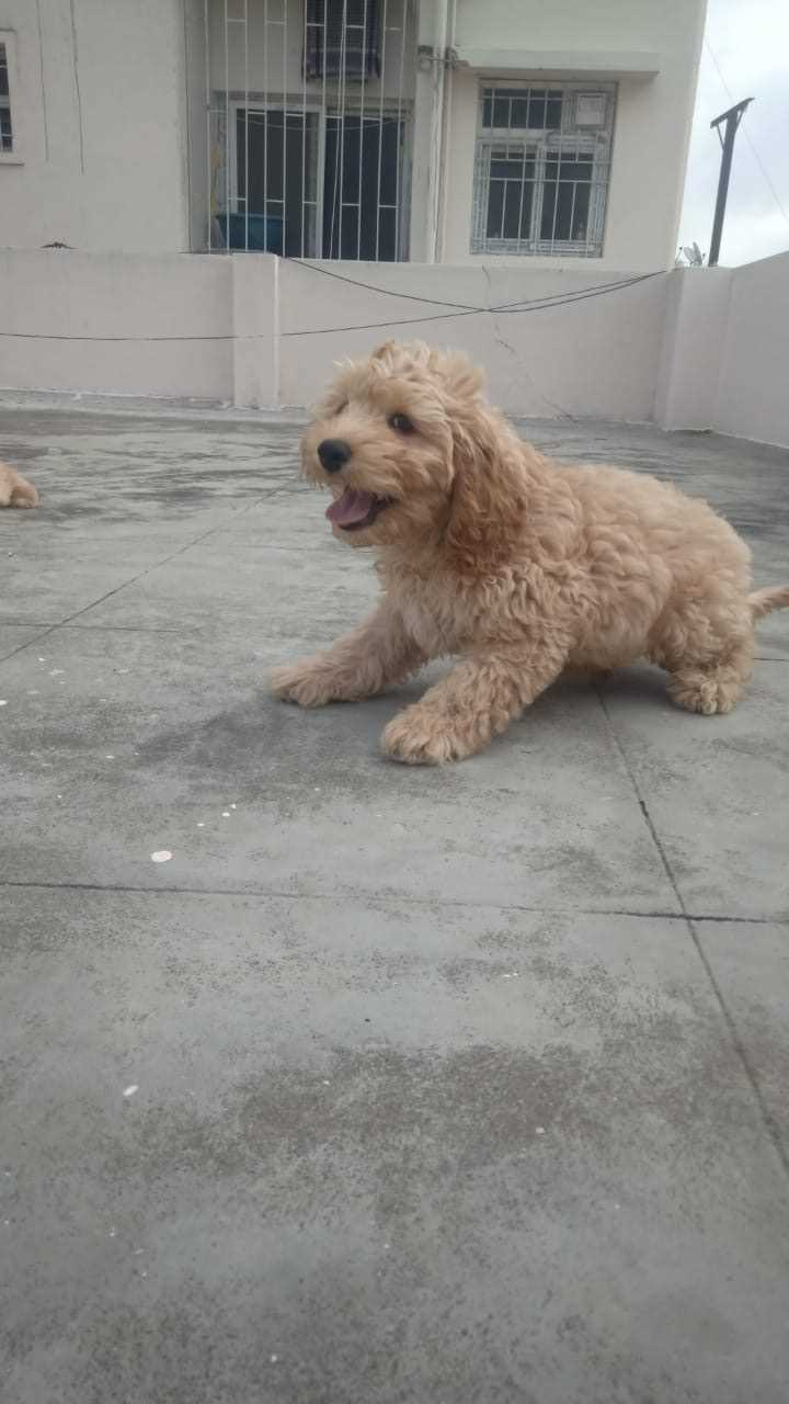 Cockapoo For Sale In Bangalore