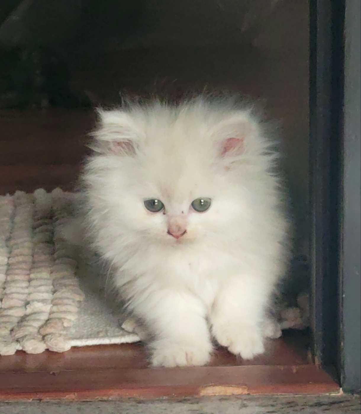 Persian For Sale In Bangalore