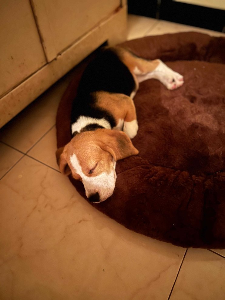 Beagle For Sale In Mumbai
