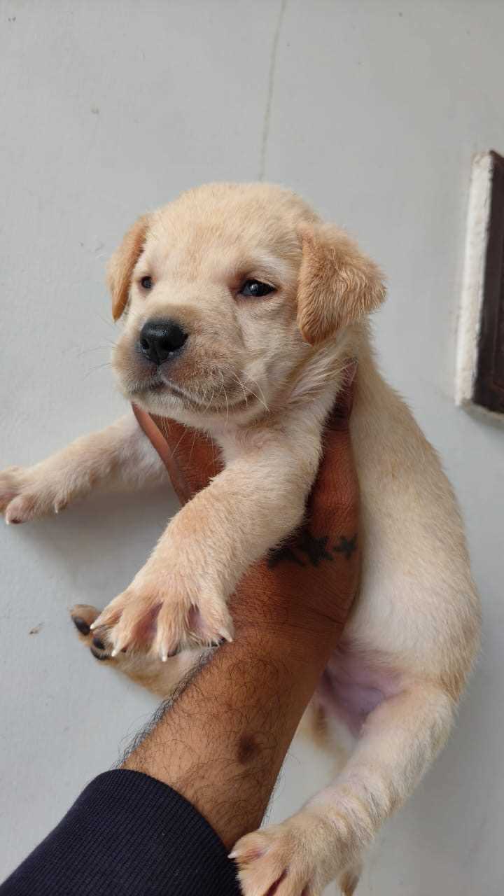 Labrador Retriever For Sale In Noida