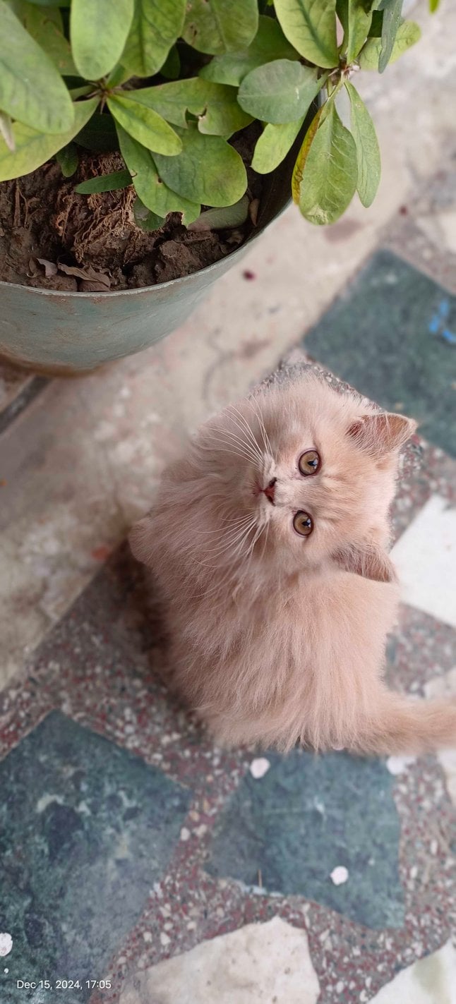 Persian For Sale In Ghaziabad