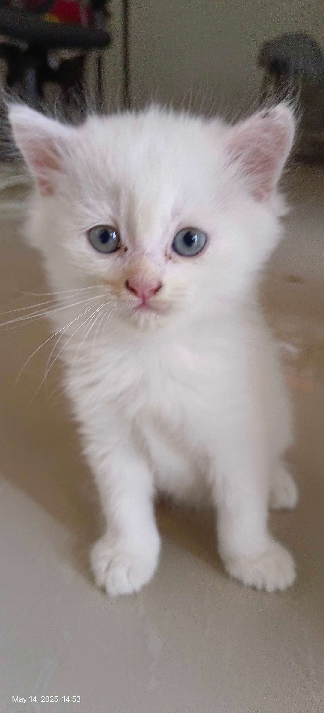 Persian For Sale In Ghaziabad