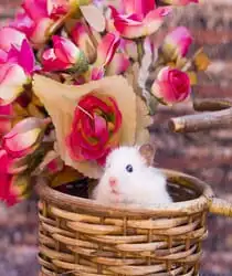 hamsters